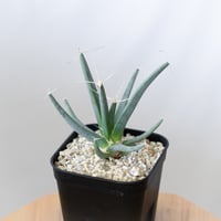 レウクテンベルギア 晃山 Leuchtenbergia principis サボテン 多肉植物 珍奇植物 静岡 ANTIDOTE 通販 S997