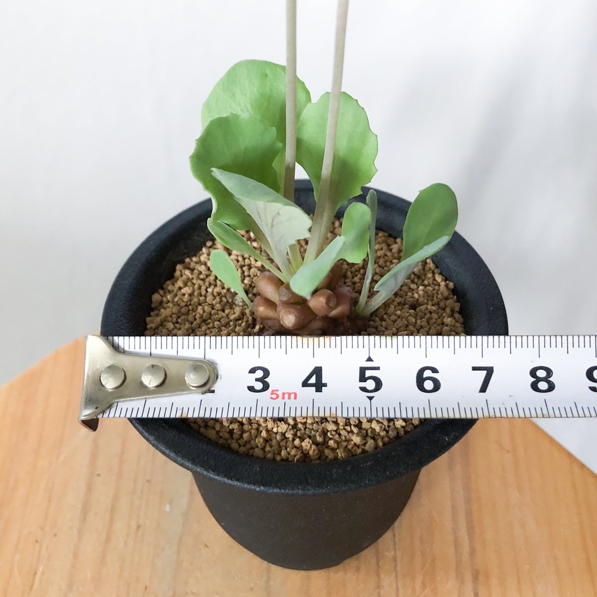 オトンナ ヘレー 実生 Othonna herrei 塊根植物 コーデックス 冬型