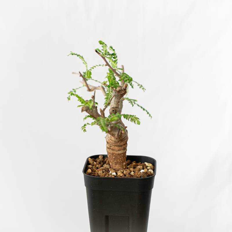 発根済み】ボスウェリア ネグレクタ 低重心 灌木 コーデックス