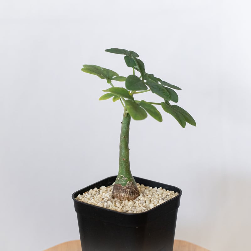 アデニア グラウカ 幻蝶かずら 実生 Adenia glauca 塊根植物