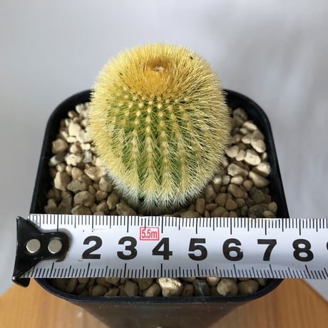 ユーベルマニア エリオカクトイデス 実生 Uebelmannia pectinifera v. eriocactoides サボテン 多肉植物 珍奇植物 静岡 ANTIDOTE 通販 S1483