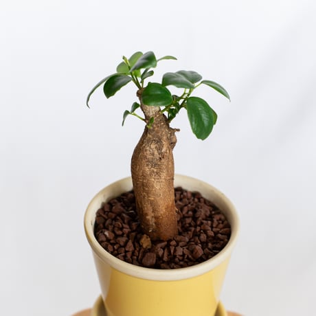 ガジュマル 鉢セット Ficus microcarpa キジムナー 多幸の木 新築祝い 塊根植物 多肉植物 静岡 ANTIDOTE 通販 S1292