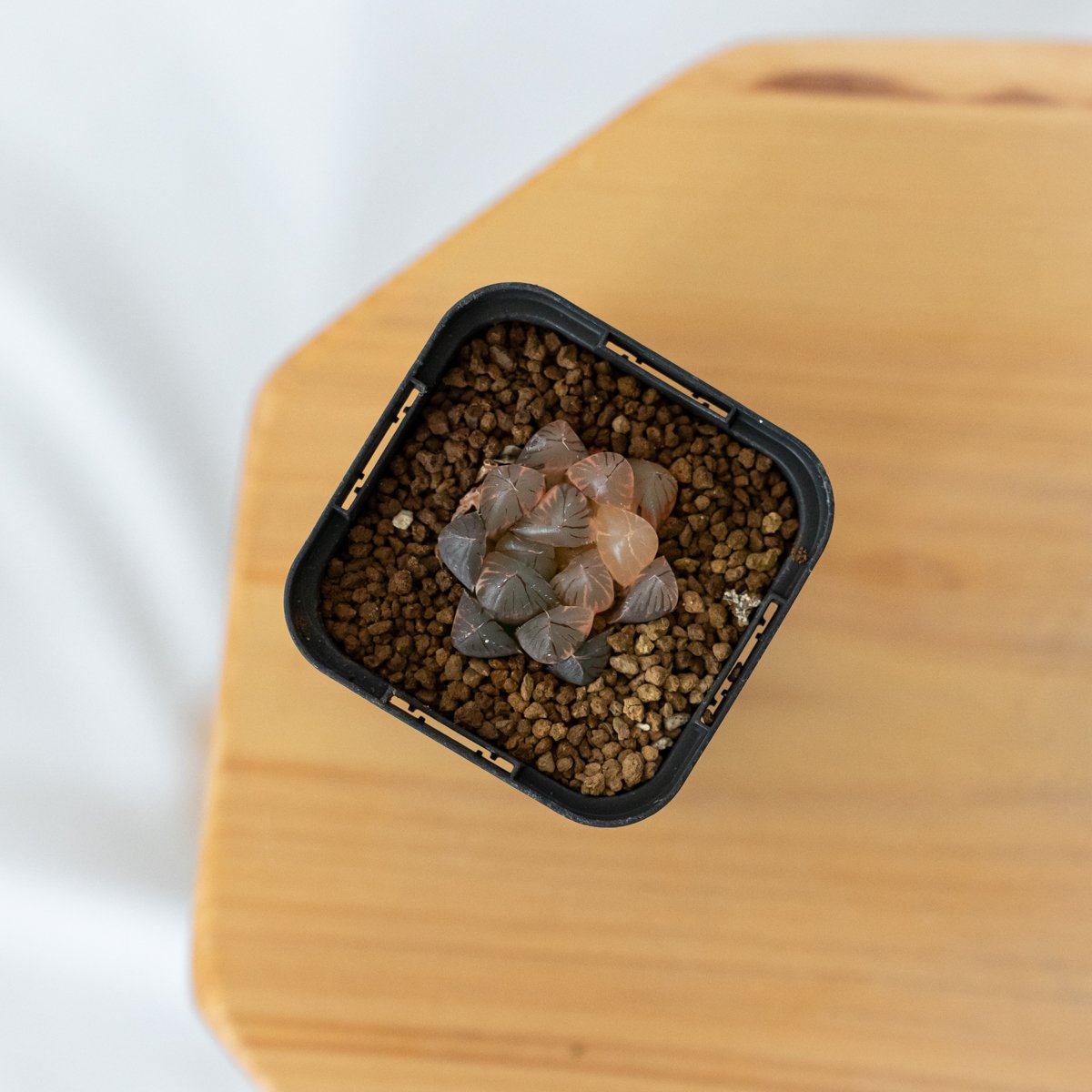 ブラックオブツーサ錦  美品 ハオルチア ブラックオブツーサ錦 Haworthia obtusa Black 多肉植物