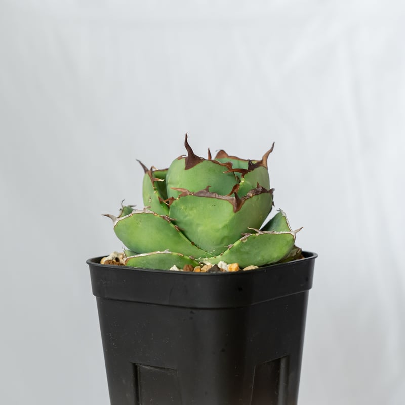 アガベ ジャガーノート 純血 アガベ チタノタ ジャガーノート 純血 / Agave titanota