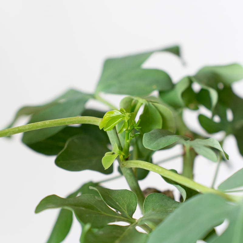 アデニア グラウカ 幻蝶かずら Adenia glauca 塊根植物 コーデックス