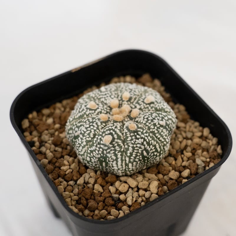 アストロフィツム 特白スーパー兜 Astrophytum 多肉植物 サボテン 珍奇