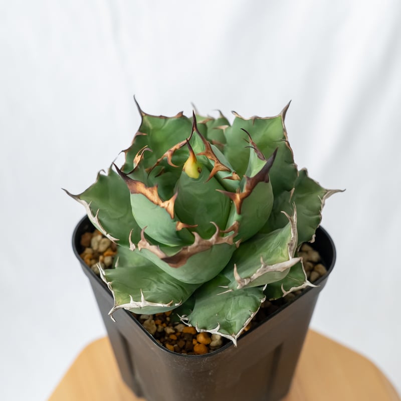 アガベ チタノタ 姫厳竜 美株 OC株【発根管理中】Agave titanota 多肉