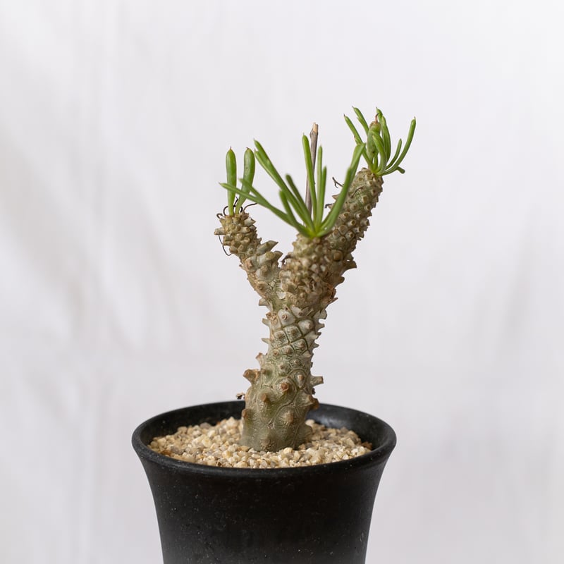 チレコドン ワリチー 奇峰錦 実生 Tylecodon wallichii コーデックス