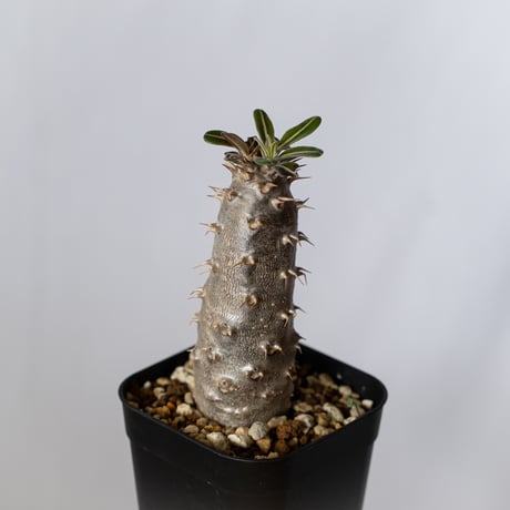 パキポディウム カクチペス 実生 pachypodhium rosulatum var. cactipes 塊根植物 コーデックス 多肉植物 珍奇植物 静岡 ANTIDOTE 通販 S1418