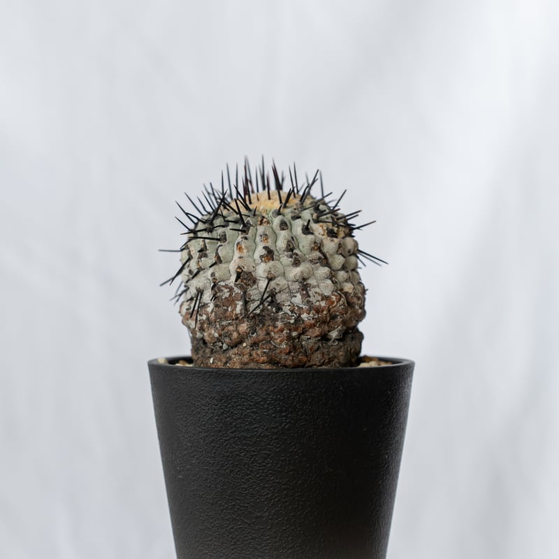 コピアポア 黒王丸 現地株【発根管理中】Copiapoa cinerea