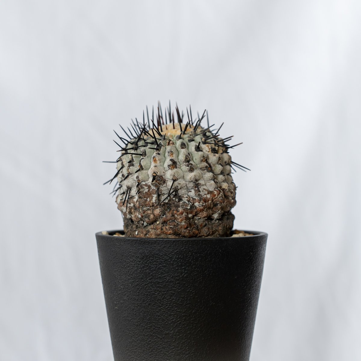 黑王丸Copiapoa cinerea強棘 発根管理中 コピアポア 黒王丸 現地株【発根管理中】Copiapoa cinerea