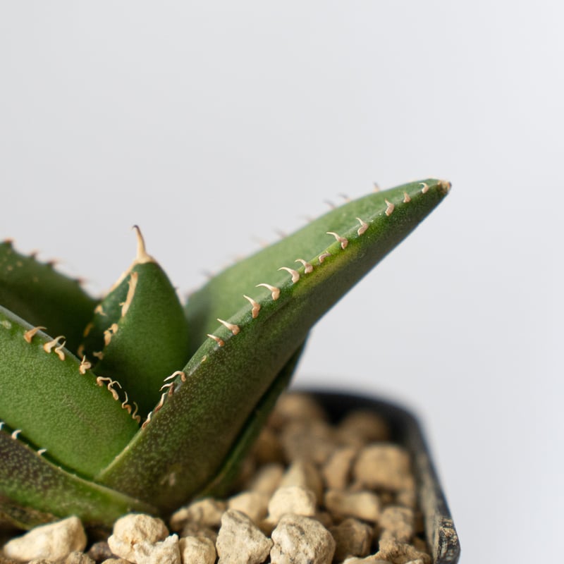 アガベ チタノタ 大白鯊 【発根管理中】ホオジロザメ Agave