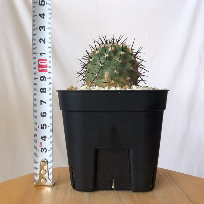 コピアポア 黒王丸 実生 Copiapoa cinerea サボテン 多肉植物 珍奇植物