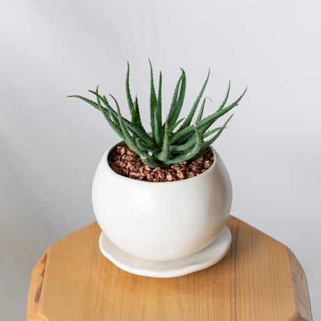 アロエ パルブラ 鉢セット Aloe parvula 多肉植物 珍奇植物 静岡 ANTIDOTE 通販 S1334