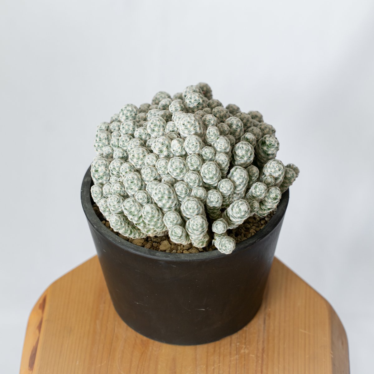 マミラリア 姫春星 群生株 実生 Mammillaria humboldtii var.cae