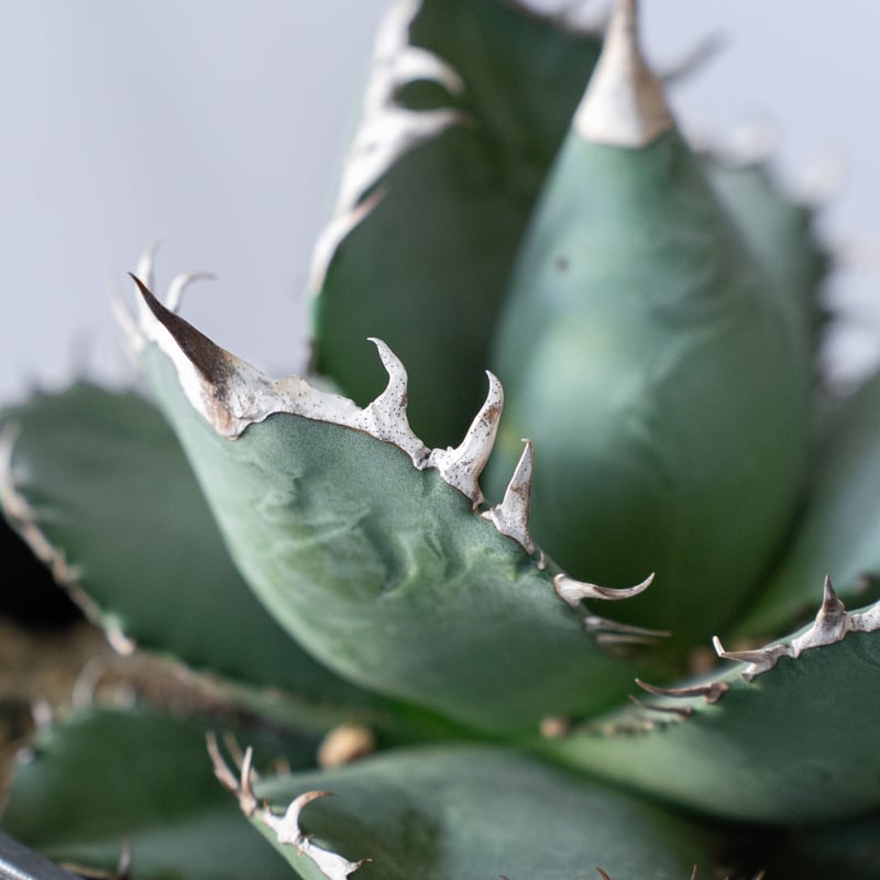 アガベ チタノタ 南覇王 Agave titanota Minami Haou 多肉植物 珍奇
