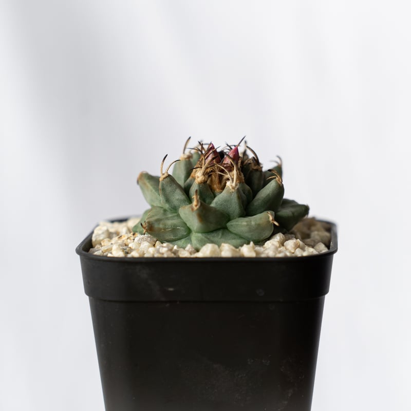 ツルビニカルプス アロンソイ 実生 Turbinicarpus alonsoi サボテン