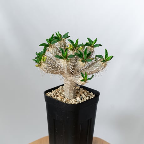 ユーフォルビア ギラウミニアナ 実生 Euphorbia guillauminiana 多肉植物 珍奇植物 ANTIDOTE 静岡 通販 S1456