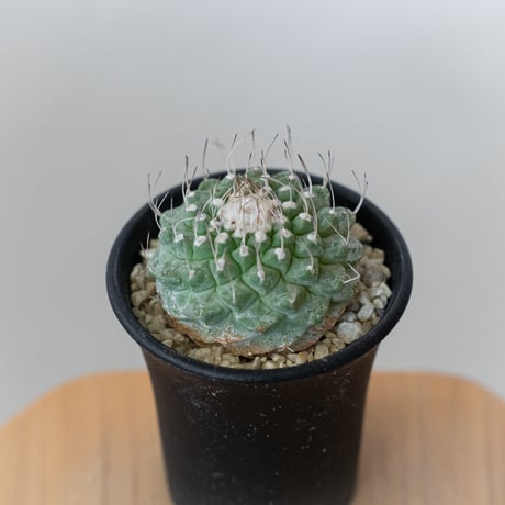 ストロンボカクタス 菊水 実生 Strombocactus discifromis 多肉植物 サボテン 珍奇植物 静岡 ANTIDOTE 通販 S920