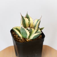 アガベ チタノタ スナグルトゥース OC株 美株 Agave titanota Snaggle Tooth 多肉植物 珍奇植物 静岡 ANTIDOTE 通販 S825