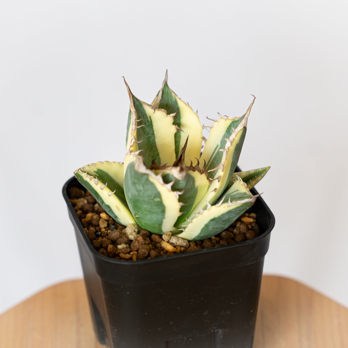 アガベ　チタノタ　スナグルトゥース　中株 アガベ チタノタ スナグルトゥース OC株 美株 Agave titanota Snaggle