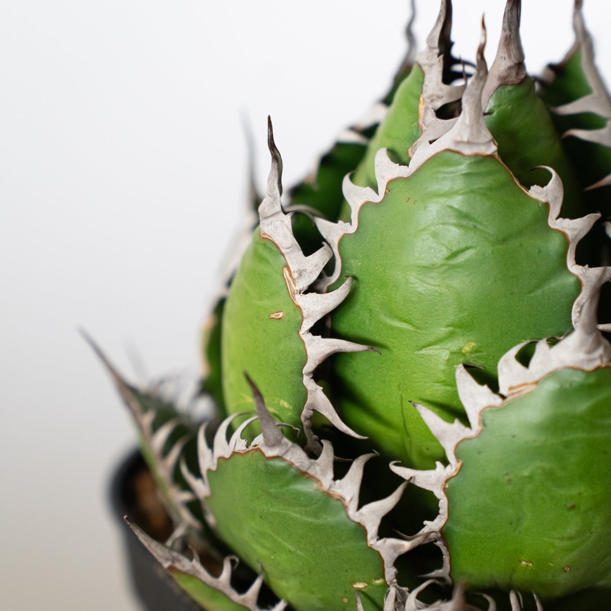 アガベ　ホリダ　美株 アガベ ホリダ 美株 【発根管理中】OC株 Agave horrida 多肉植物 珍奇