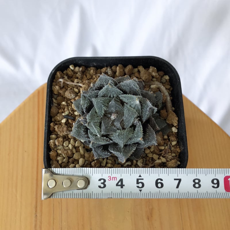 新入荷】ハオルチア 韓国苗 魔剣 多肉植物 ポコ多肉 p_6211 新入荷