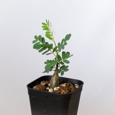 センナ メリディオナリス 実生 Senna Meridionalis 灌木コーデックス 塊根植物 多肉植物 珍奇植物 静岡 ANTIDOTE 通販 S1493