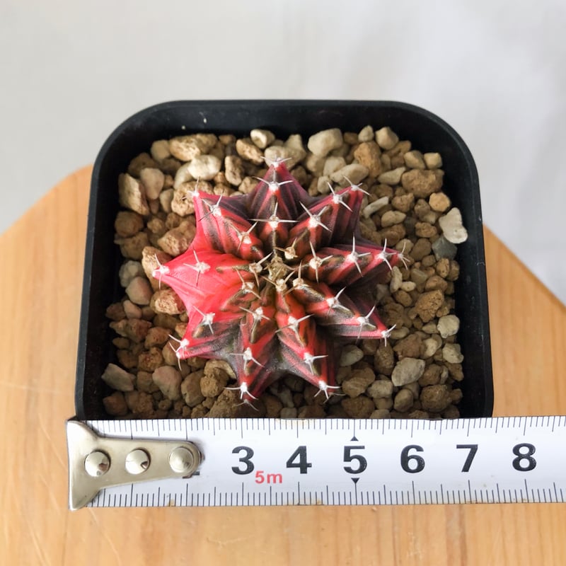 ギムノカリキウム ミハノビッチ 実生 緋牡丹錦 ヒボタンニシキ