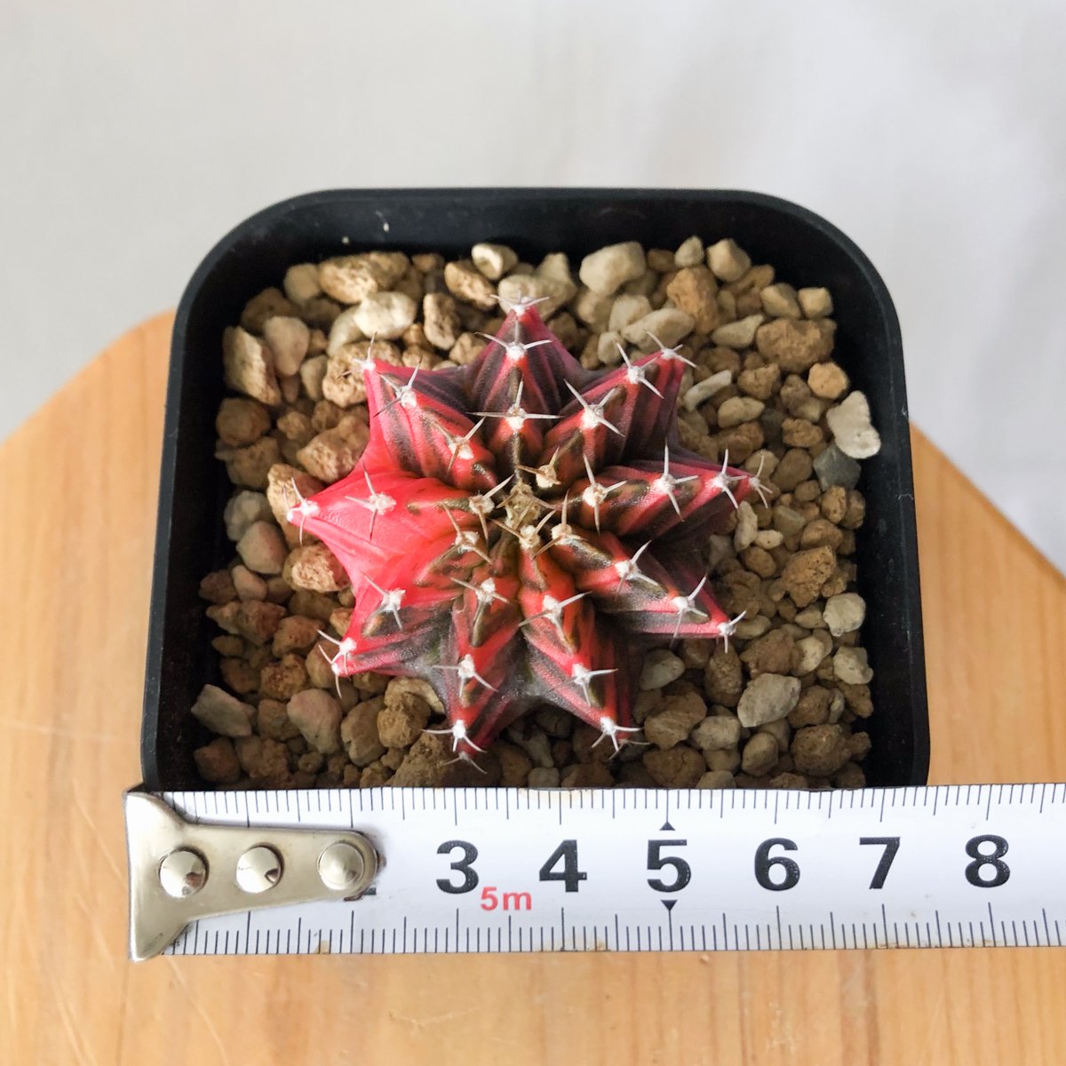 ギムノカリキウム ミハノビッチ 実生 緋牡丹錦 ヒボタンニシキ
