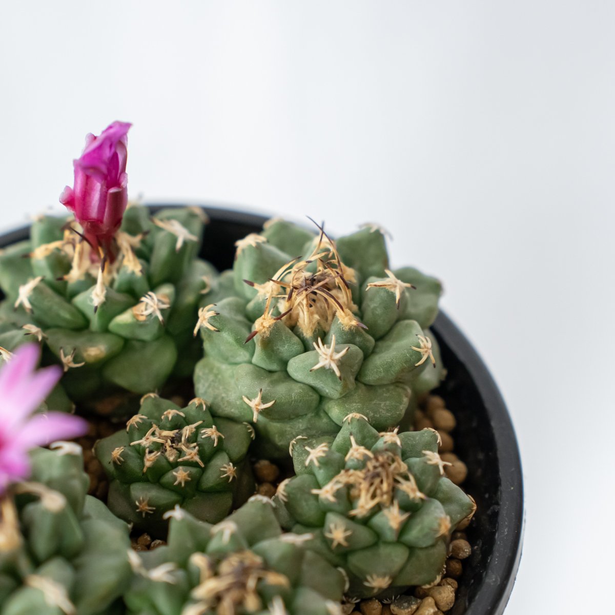 ツルビニカルプス アロンソイ 実生 寄せ植え Turbinicarpus