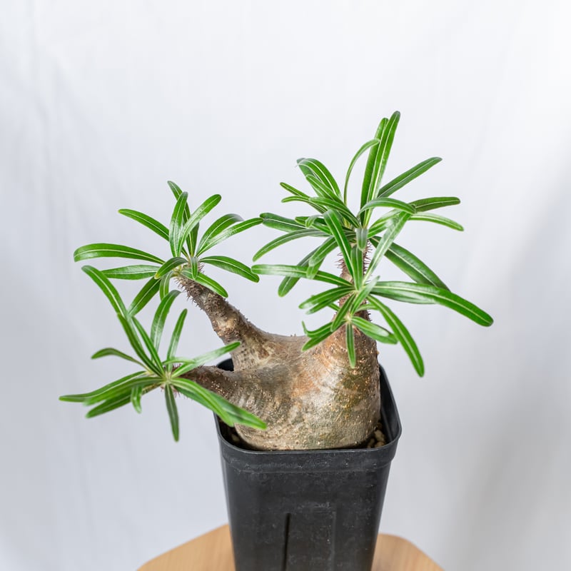 パキポディウム グラキリス pachypodhium Gracilius 塊根植物