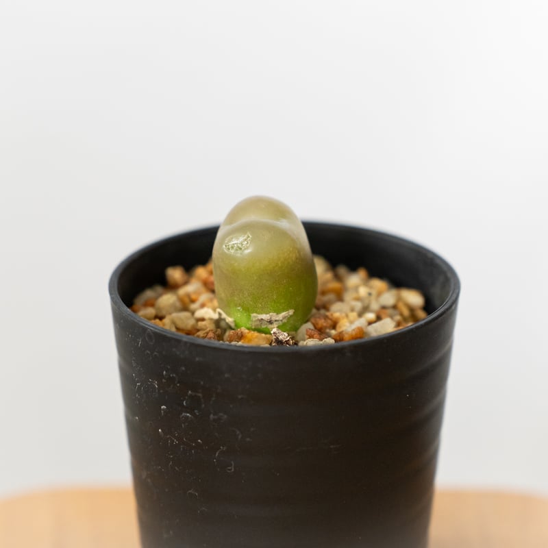 コノフィツム マウガニー 実生 Conophytum maughanii 多肉植物 珍奇