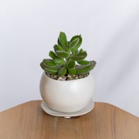 熊童子 鉢セット コチレドン トメントサ Cotyledon tomentosa 多肉植物 観葉植物 インテリアグリーン 静岡 ANTIDOTE 通販 S1297