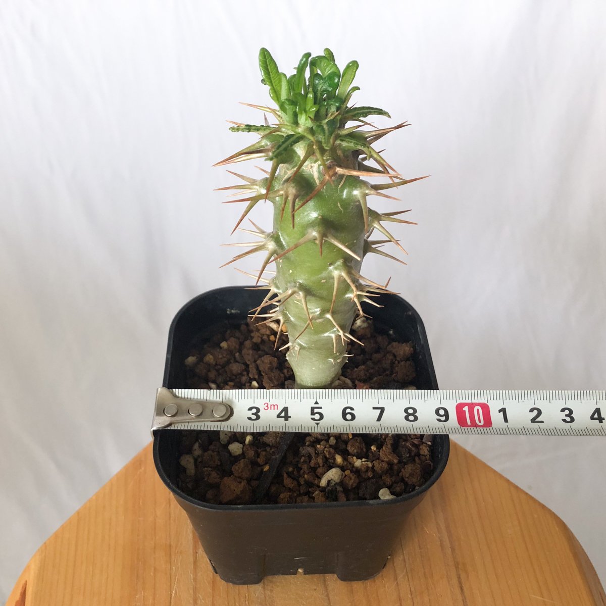 パキポディウム アンボンゲンセ 実生 Pachypodium ambongense. 塊根植物