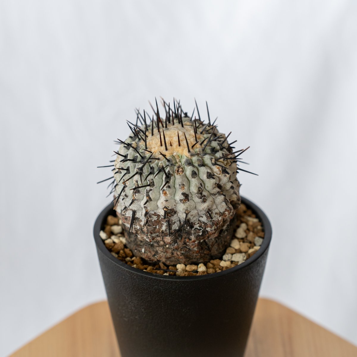 コピアポア 黒王丸 現地株【発根管理中】Copiapoa cinerea