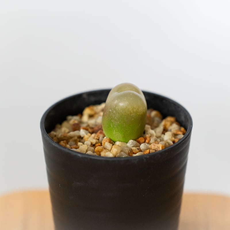 コノフィツム マウガニー 実生 Conophytum maughanii 多肉植物 珍奇