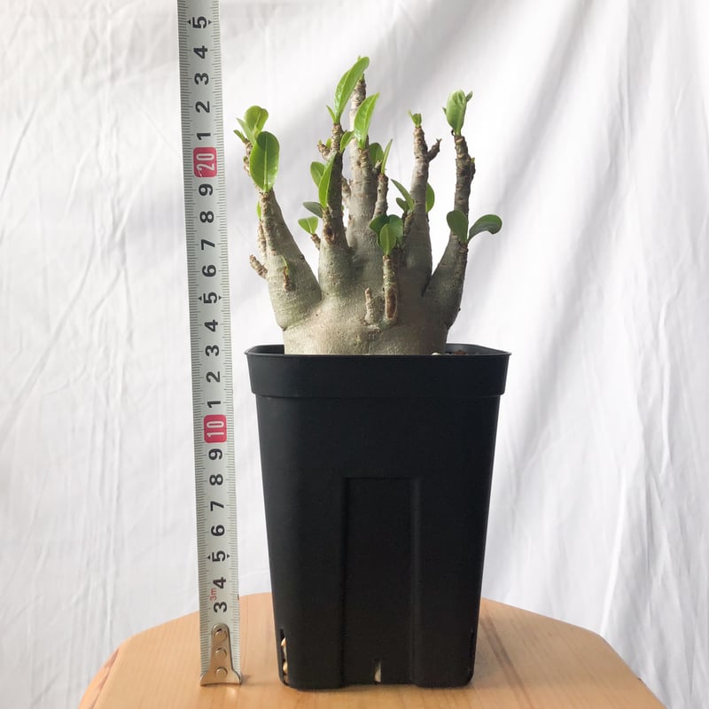 アデニウム アラビカム ブラックスキン【発根管理中】Adenium Arabicum