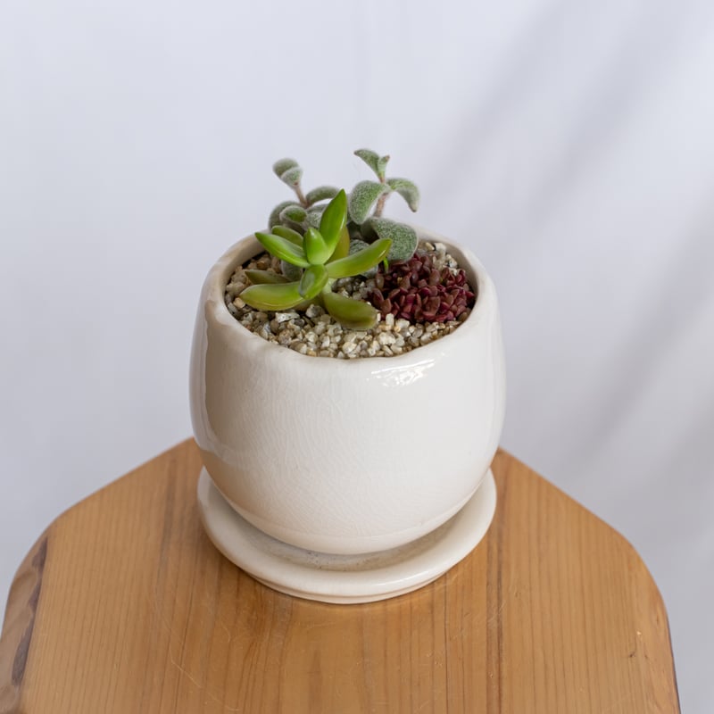 多肉植物 寄せ植え 鉢セット インテリア 多肉植物 観葉植物 珍奇植物