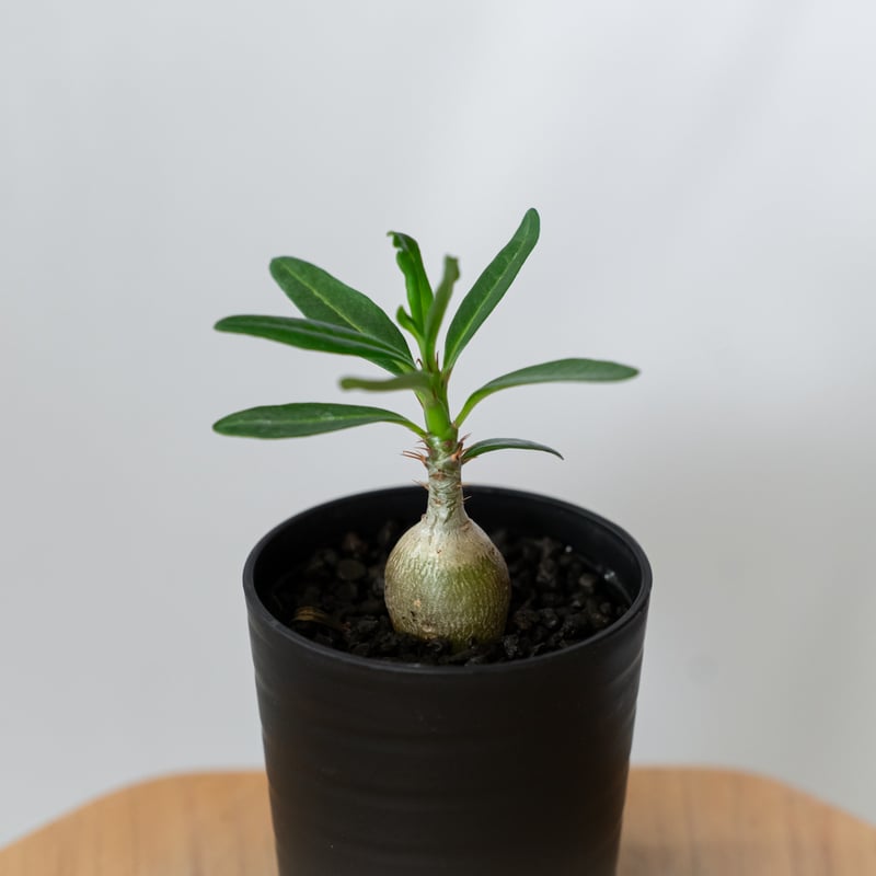 パキポディウム サキュレンタム 実生 Pachypodium succulentum 塊根植物