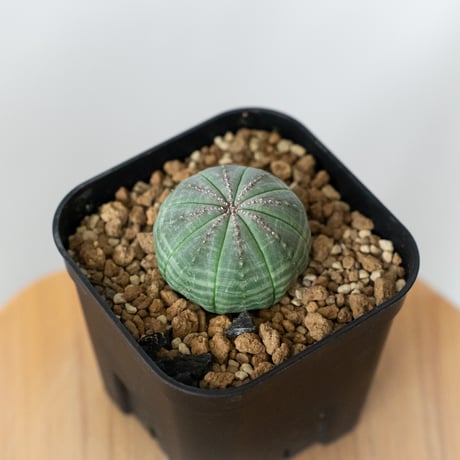 ユーフォルビア | STORES