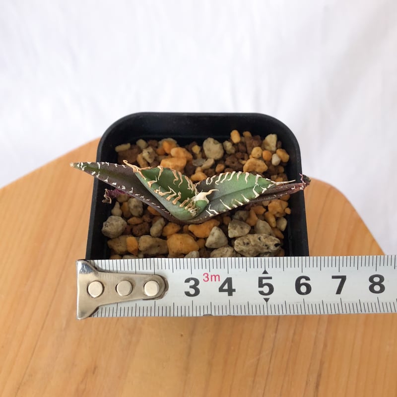 アガベ チタノタ ブラックアンドブルー BB 白覆輪【発根管理中】ブルー