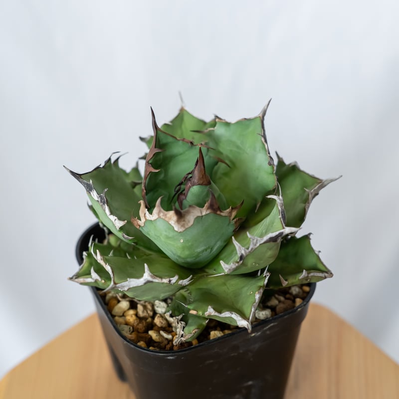 k*o様 姫厳龍 アガベ チタノタ 作家鉢付き Agave 親株 アガベ チタノタ 姫厳竜 / Agave titanota 'Dwarf' | Ducks (
