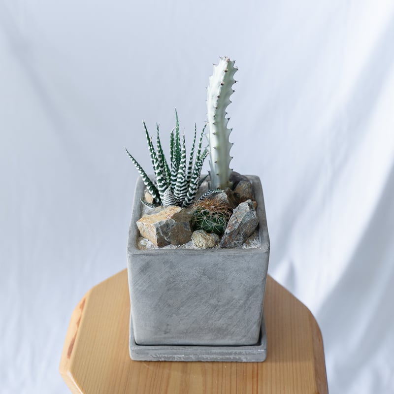 十二の巻＆ホワイトゴースト＆ハビエンシス 多肉植物 寄せ植え