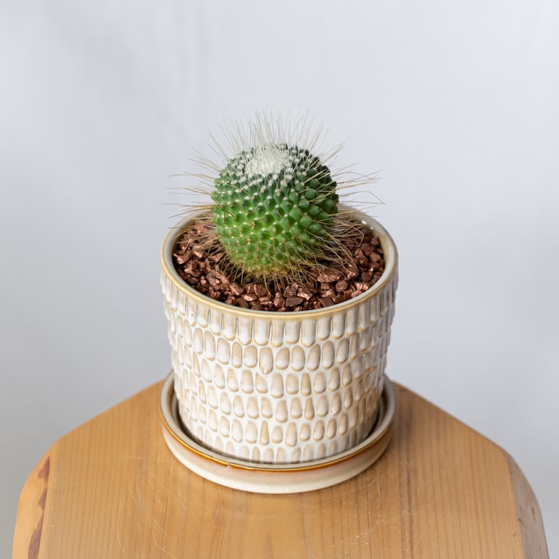 マミラリア ピコ 鉢セット Mammillaria spinosissima pico サボテ