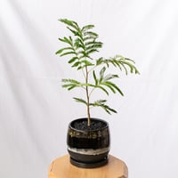 エバーフレッシュ 鉢セット Pithecellobium 観葉植物 多肉植物 インテリアグリーン 静岡 ANTIDOTE 通販 S1195