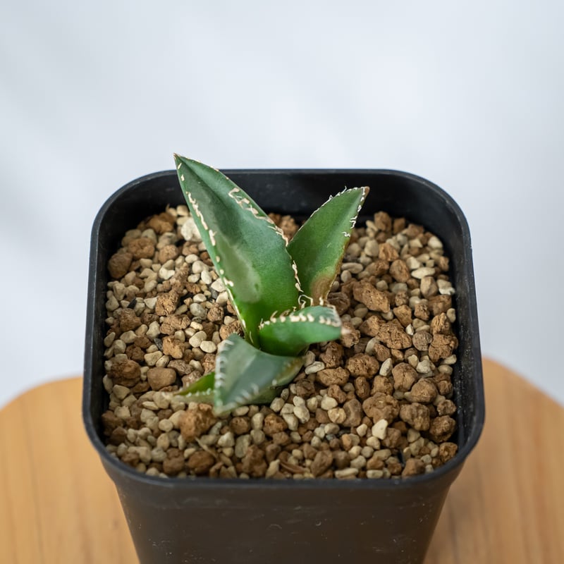 アガベ スーパーチタノタ cactus green 悪魔 | アガベ