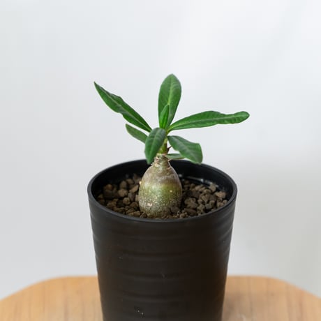パキポディウム サキュレンタム 実生 Pachypodium succulentum 塊根植物 コーデックス 多肉植物 珍奇植物 静岡 ANTIDOTE 通販 S1468