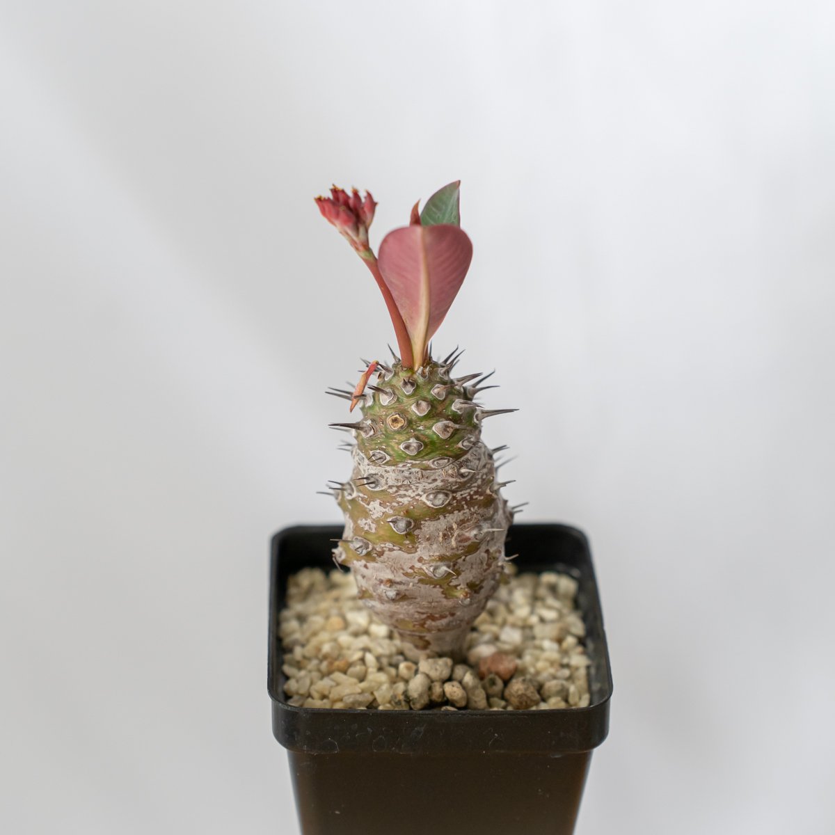 ユーフォルビア パキポディオイデス植え【発根・多肉植物・美株】 ユーフォルビア パキポディオイデス 美株 Euphorbia pachypodioides 多