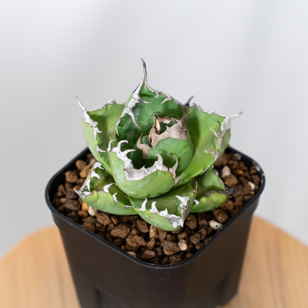 アガベ　魔丸　OC株 アガベ チタノタ 魔丸 美株 OC株 agave titanota imps 多肉植物 珍奇植